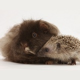 Baby Hedgehog and shaggy Guinea pig