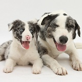 Blue merle Border Collie and pup