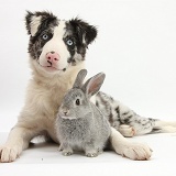 Border Collie pup and silver baby rabbit