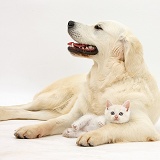 Golden Retriever and cream kitten