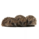 Three young Hedgehogs