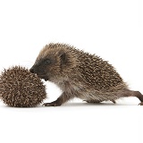 Young Hedgehogs