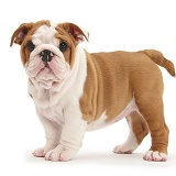 Bulldog pup, 8 weeks old