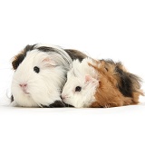 Long-haired Guinea pig mother and baby