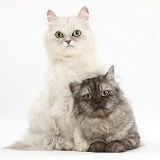 Chinchilla Persian and Persian x Birman cats