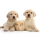Yellow Labrador Retriever pups and Guinea pig