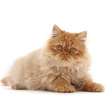 Ginger Persian male kitten