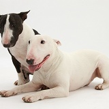 Miniature Bull Terrier bitch and dog