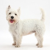 Westie standing