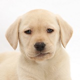 Yellow Labrador Retriever pup, 8 weeks old