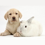 Yellow Labrador pup with white rabbit