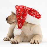 Yellow Labrador Retriever pup wearing Santa hat