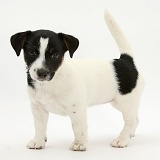Jack Russell Terrier pup