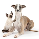 Whippet bitch and Siamese kitten
