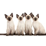 Four Siamese kittens, 10 weeks old
