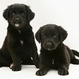 Two Black Retriever pups, sitting