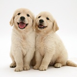 Two Golden Retriever pups