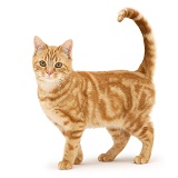 Ginger cat