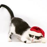 Black-and-white kitten wearing a Santa hat