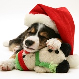 Border Collie puppy wearing a Santa hat