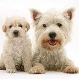 Westie with Woodle pup