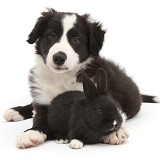 Black-and-white Border Collie pup and baby black rabbit