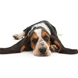 Basset Hound pup with chin on floor
