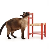 Cat, rubbing against a small chair