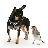 Black-and-tan Chihuahua bitch and baby wagtail