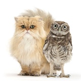 Golden Chinchilla Persian cat and Little Owl