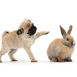 Fawn Pug pup, 8 weeks old, pawing at young rabbit