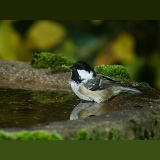 Coal tit bathing