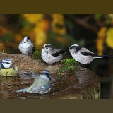 Long-tailed tits bathing