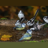 Long-tailed tits bathing
