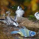 Long-tailed tits bathing