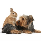 Yorkie and rabbit