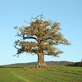 Ockley oak - Autumn 2010