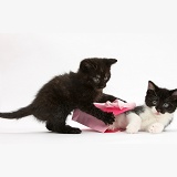 Kittens playing with birthday gift bag