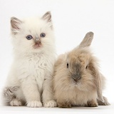 Young windmill-eared rabbit and colourpoint kitten