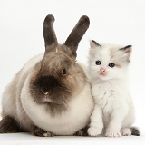 Colourpoint kitten and colourpoint rabbit