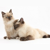 Birman-cross cat and kitten