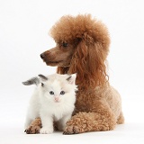 Red toy Poodle dog and Ragdoll-cross kitten