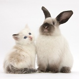 Ragdoll-cross kitten and young colourpoint rabbit