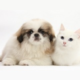 Pekingese pup and white kitten