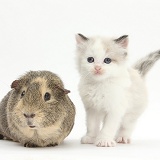 Colourpoint kitten and Guinea pig