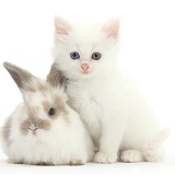 White kitten and baby rabbit