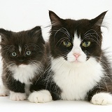 Black-and-white cat and kitten