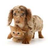 Dachshund pup and ginger kitten
