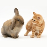 Ginger kitten and brown Lop rabbit
