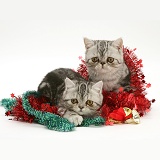 Silver tabby Exotic kittens with Christmas tinsel